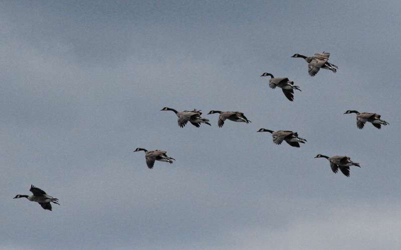 Overhead, a squadron of Canada geese would cup and work their way up wind.