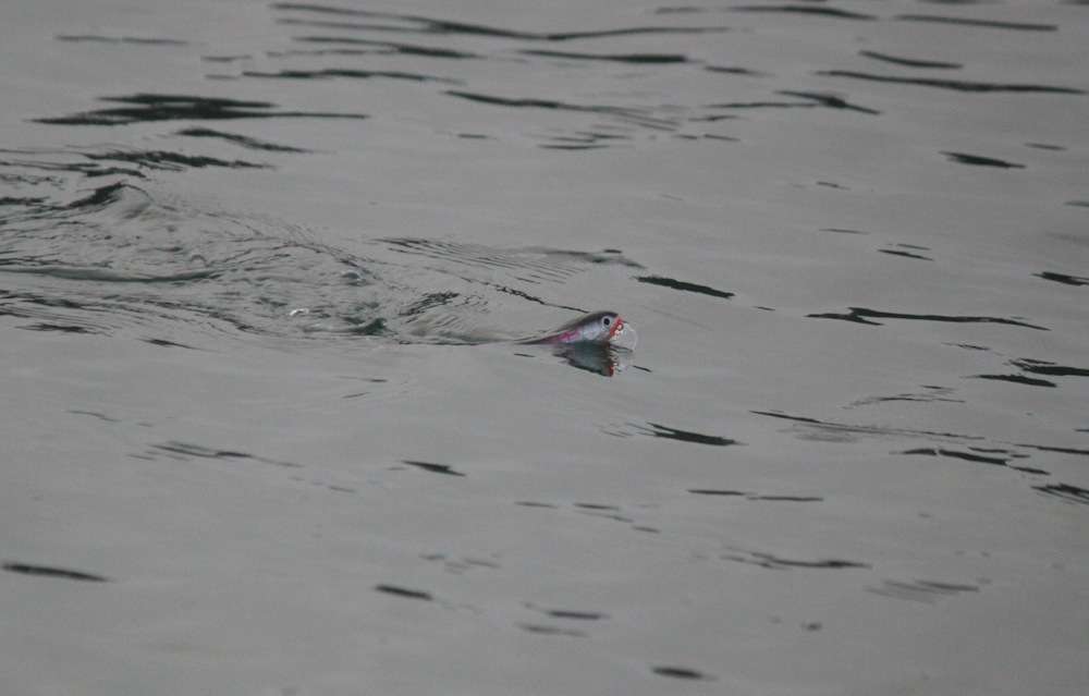 The to and fro motion of Preuett's topwater has tempted several fish into the boat this week. 
