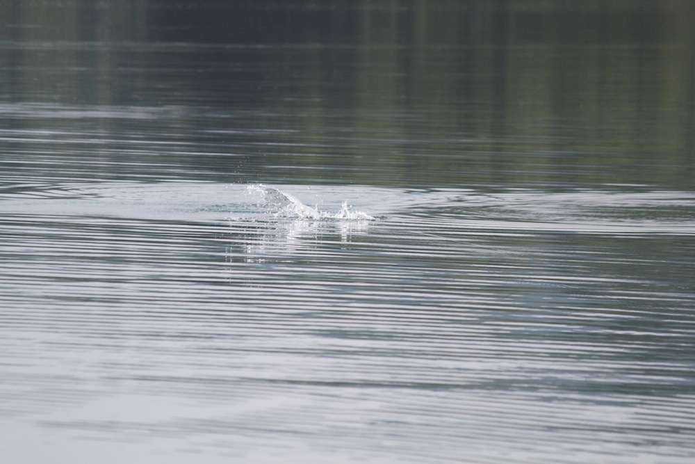 A fish annihilates his bait in the distance. 