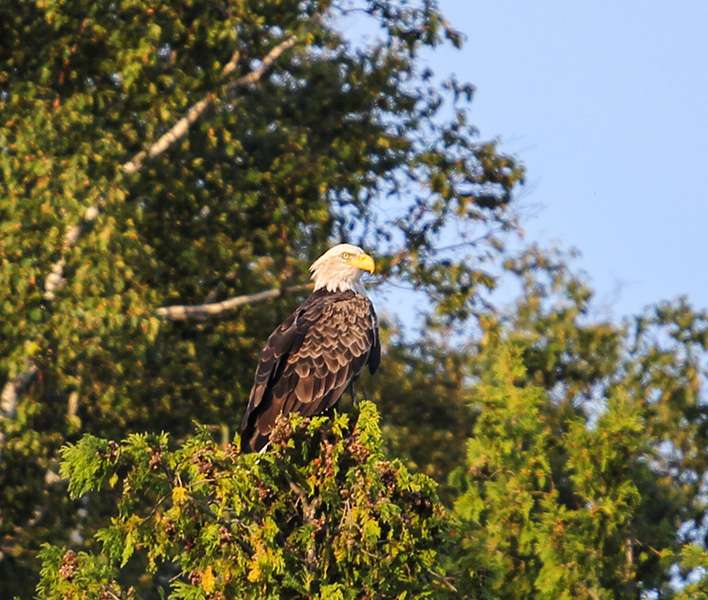 A bald eagle greeted us at the first spot John Crews stopped at.