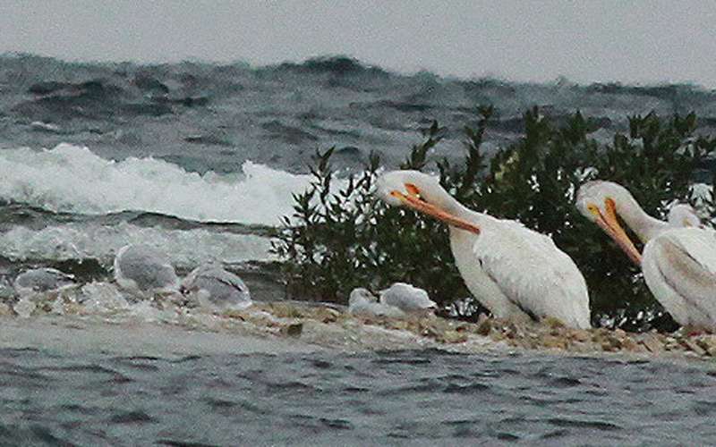 Nearby, the wind is picking up, forcing pelicans to take shelter behind a tuft of grass.