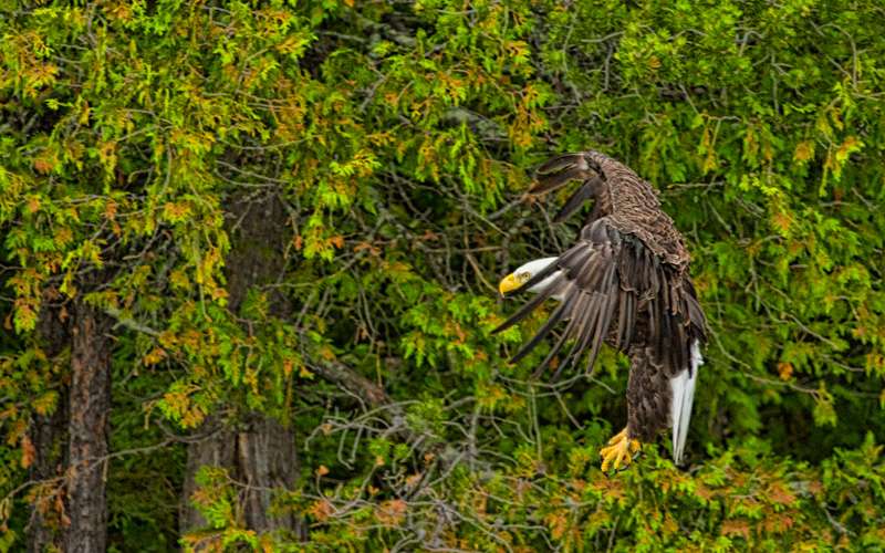 Eagles were constant companions in the Boundary Waters.
