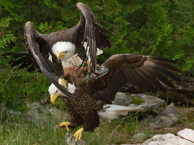 ...the eagles always knew when it was time to take advantage of the feast.