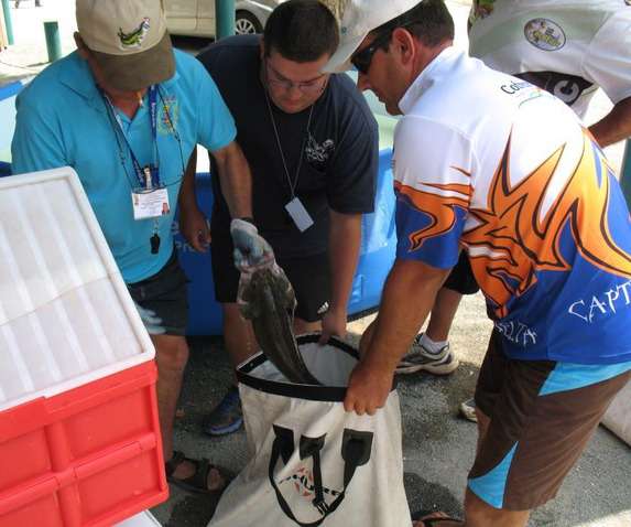The anglers bring their fish to a 9 p.m. weigh-in.