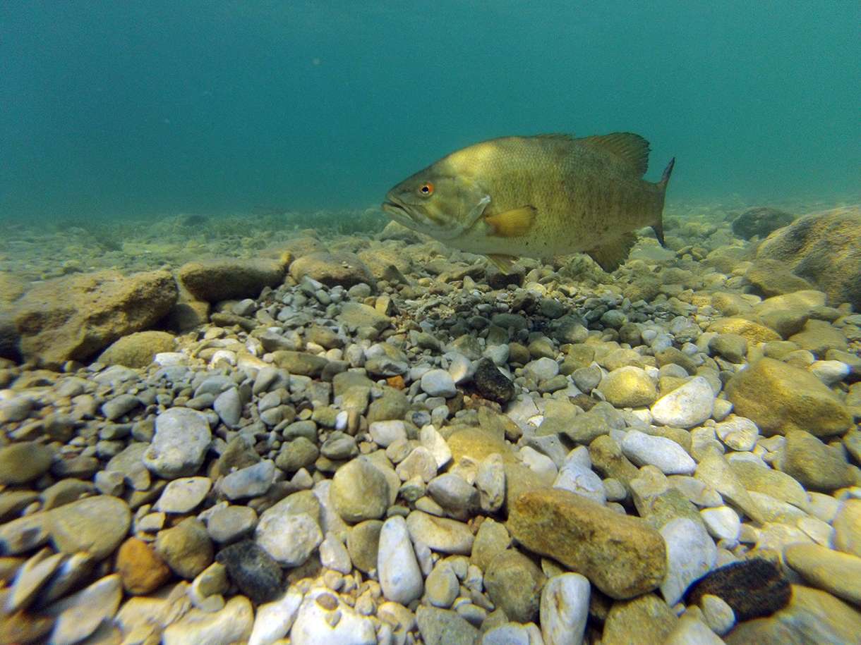 <p>Smallmouth spawned through August this year in Simcoe. Males seemed to be maintaining empty beds while still waiting for females to do their part. The phenomenon often happens when the spawn is extremely late. If and when the occasional female arrives, rarely are her eggs still viable. Most eggs start to be absorbed late in the season. Considering the extremely late ice out, cold spring and unseasonably cool summer, the 2014 year-class of smallmouth in Simcoe will not be one of the strongest in recent memory. However, poor year-classes are often followed by strong, healthy ones that continue to supply this water body with some of the finest trophy smallmouth bass fishing opportunities in the world. See some of Whyte's underwater smallmouth videos on <a href=