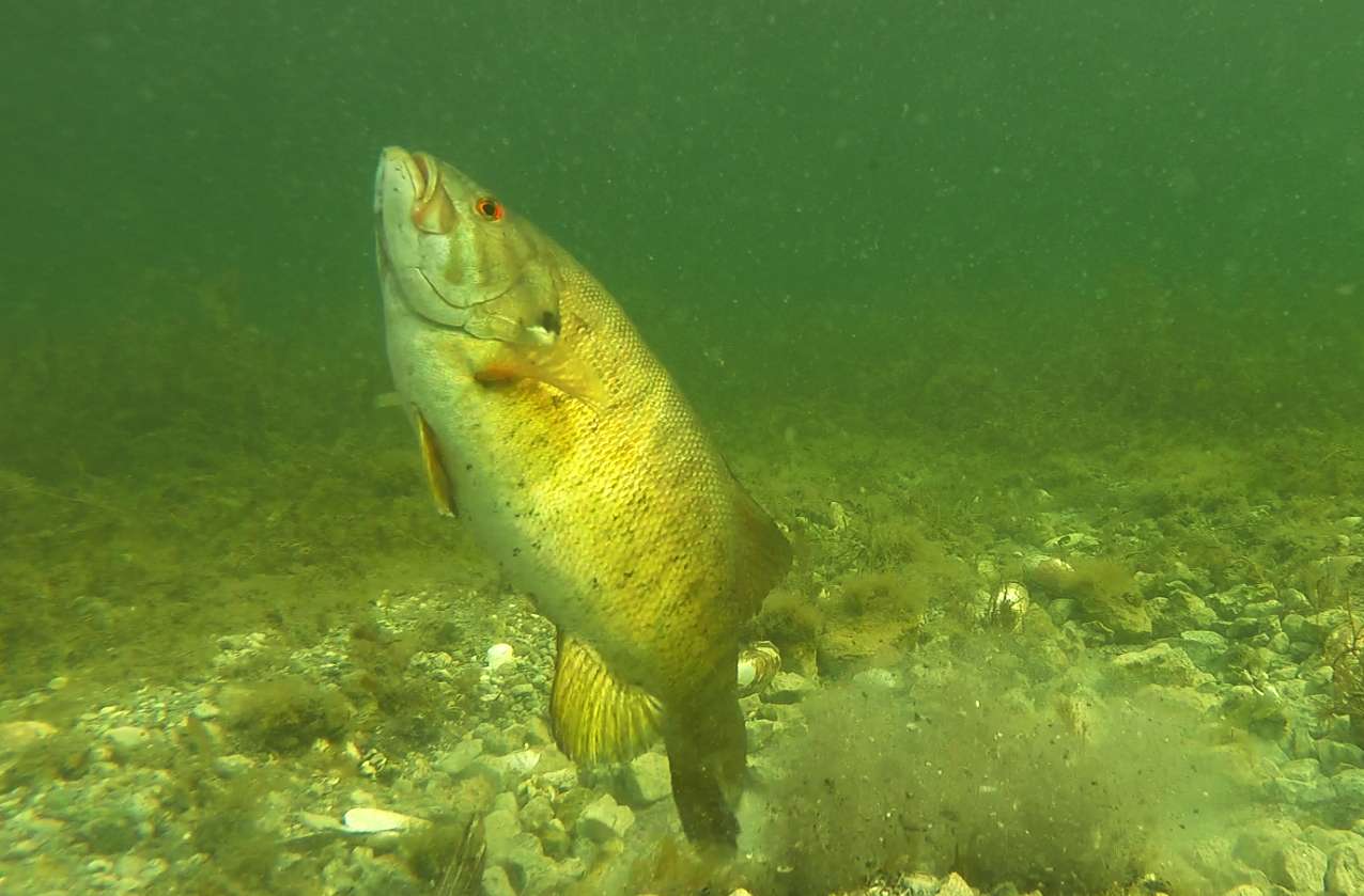 When water temperatures reach and sustain 59 to 60 degrees Fahrenheit, the male bass prepares the nest by fanning the bottom vigorously with his tail. The preparation of the next may take anywhere from a few hours to several days. If the water temperature continues to rise slightly, the smallmouth bass is ready for spawning. This image is the first time White caught a smallmouth in the act of constructing a nest.
