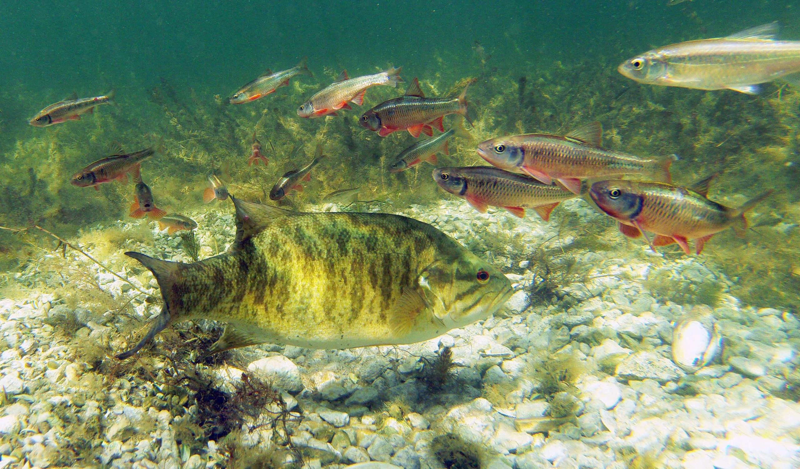 Common shiners will eat eggs, but in this photo, shiners are in prime spawning color with those vivid red fins. They are likely also looking for their own clean gravel to spawn over. The male bass will chase them away if they get too close. Four species of fish are actually around this male bass, including the emerald shiner in the top right. 