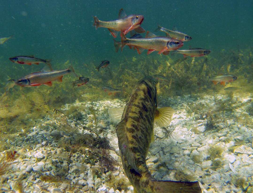 <p>The invasive goby (bottom, far right) is perhaps the greatest threat to bass nests overall. Their numbers have skyrocketed across Lake Simcoe, and they are very efficient bass nest raiders. The native yellow perch (left of center) is not as proficient, but it is also seeking a meal whenever it can. Both the goby and the perch are barely detectable.</p>
