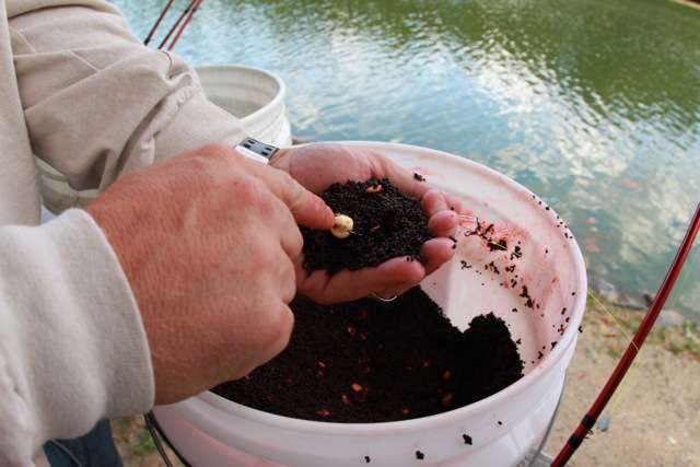 Cherry pushes the Corn Pop into the middle of the fish chow mixture before packing the bait tightly around the hook.