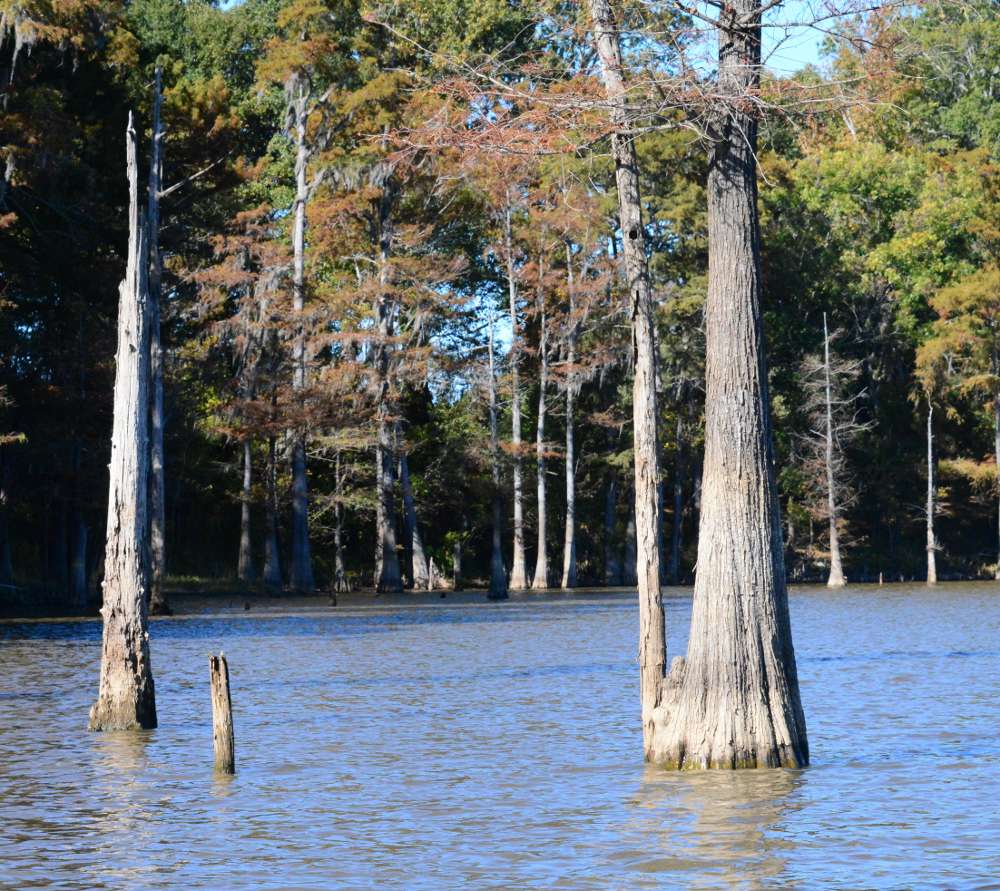 Cypress trees and stumps line the banks of the Ouachita River.