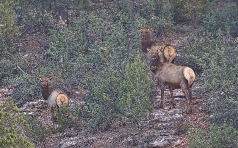 These elk are spotted a half mile away...