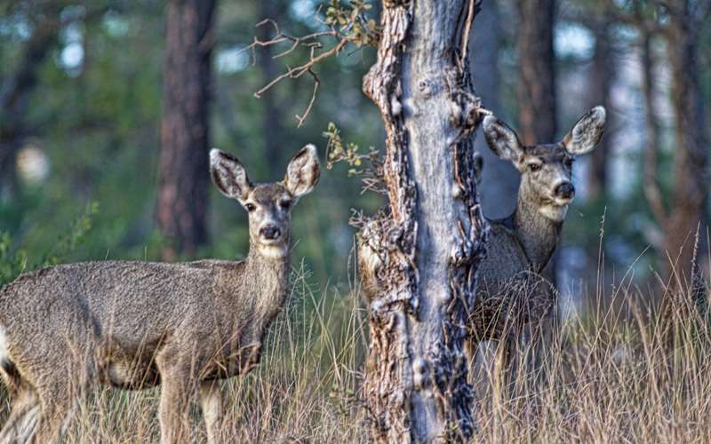There are times when mule deer are close.
