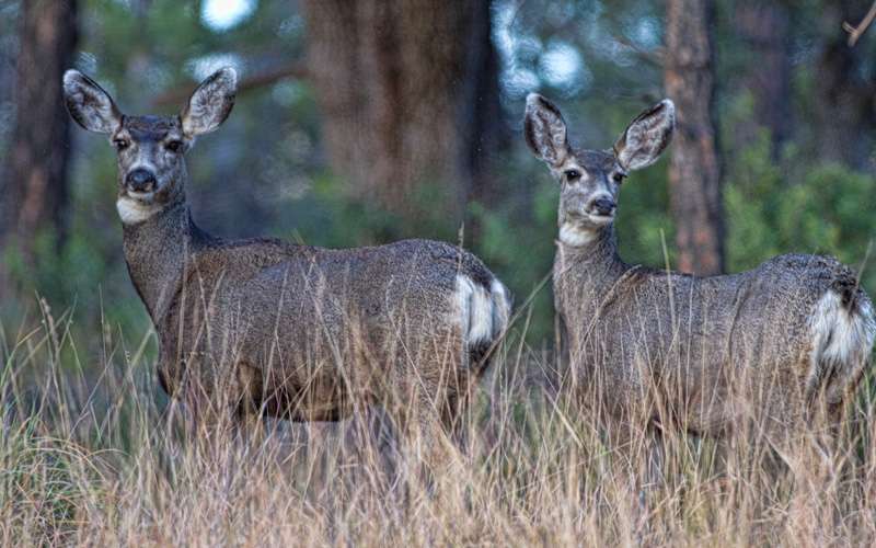 Mule deer are always attentive, even though Coues deer are more common.