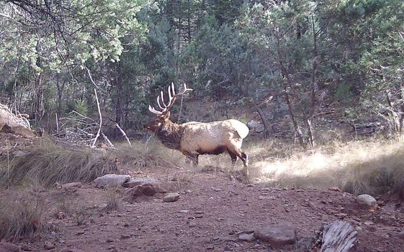 Pirch spends countless hours trying to get clients on elk like this one.