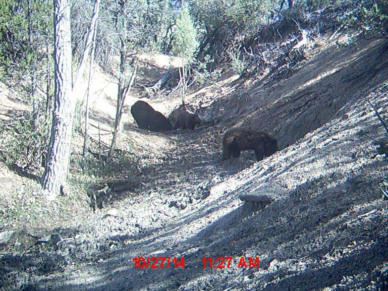 A few bears can be seen on Pirch's trail cam.