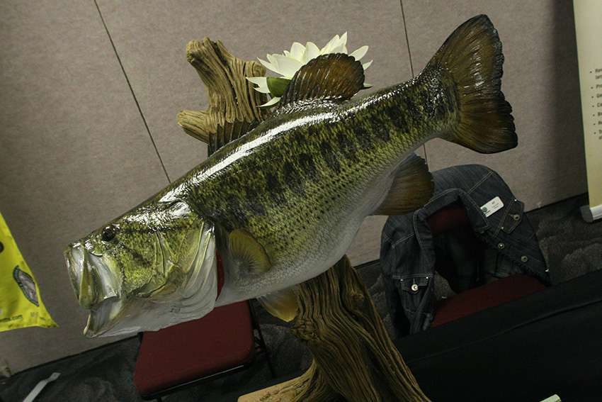 The Big Bass this week could be a giant. The anglers will certainly be hoping for one the size of this replica.