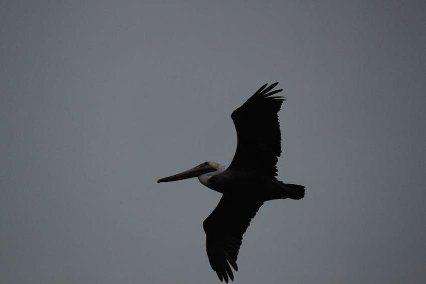 Jonathan the pelican, a regular at Bull Creek Fish Camp, flies over take-off. 