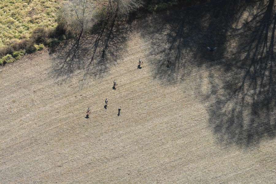 Wild turkeys scamper through a cleared field.