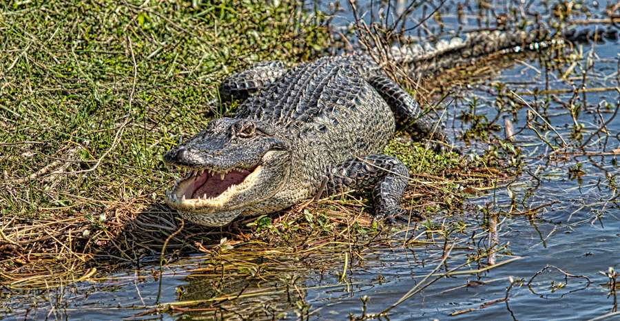 Like the gators, though, he was mostly in the background.