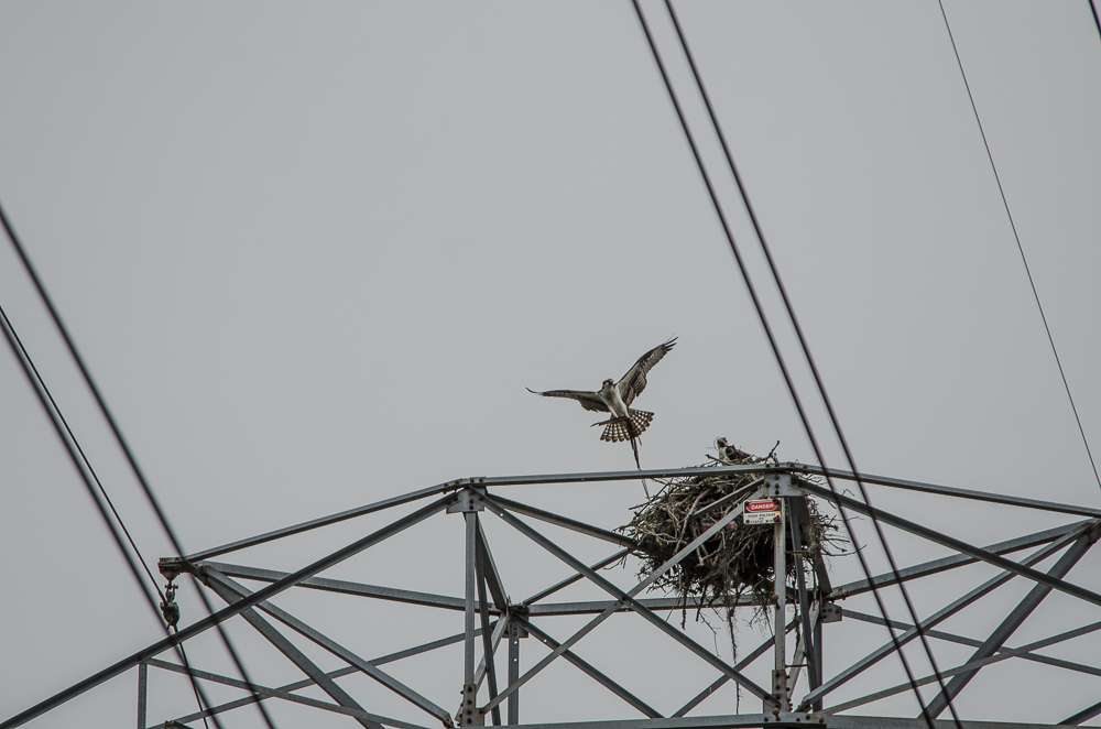 Above us was a pair of Osprey making additions to their nest. 