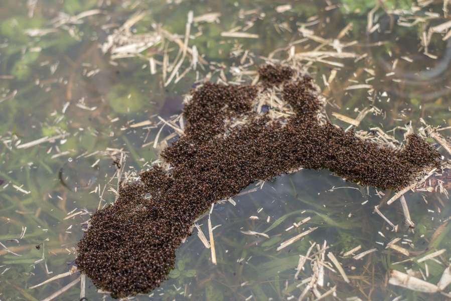Apparently when fire ants encounter water they make a raft out of themselves and their friends. 