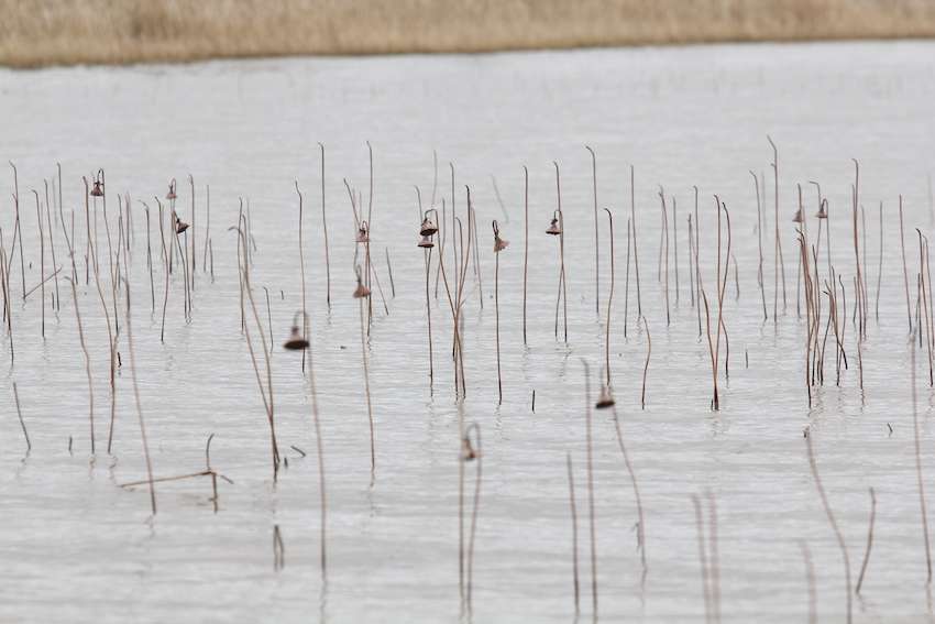 These pad stems held fish yesterday that have now pushed even shallower to the bank where Bishop is catching them today. 