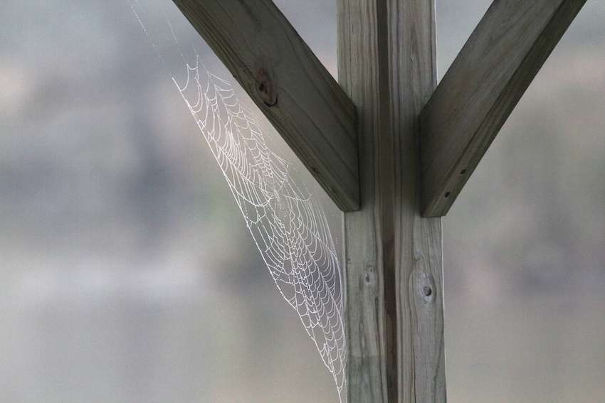 The presence of moisture in the air is evident in this spiderweb. 