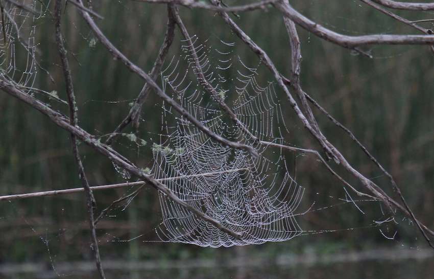 Another spiderweb heavy with dew. 
