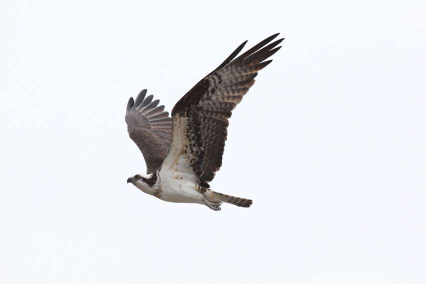 An osprey soars overhead. 