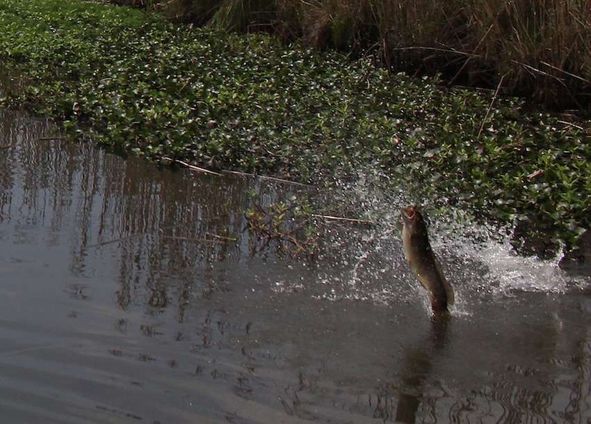 A bowfin comes flying out of the water. 