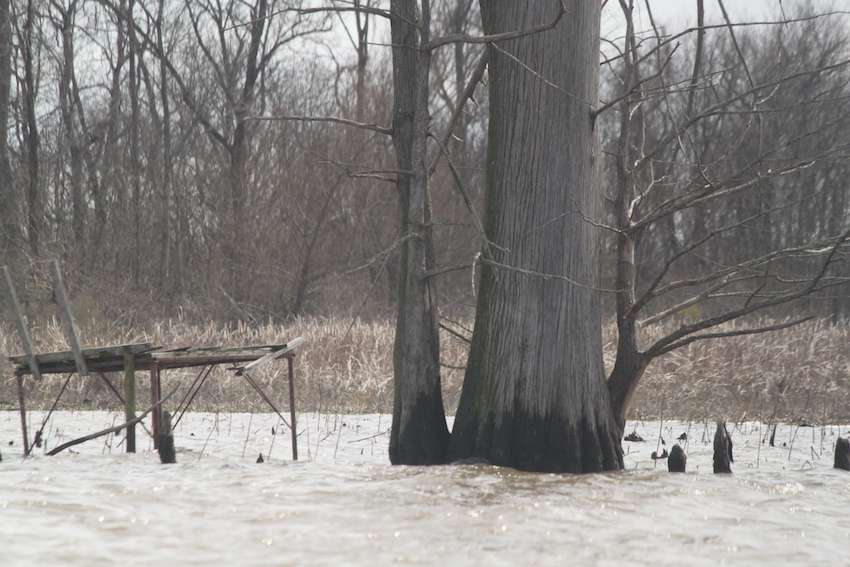 Cyrpess trees and duck blinds are two popular forms of cover on the Red River. 