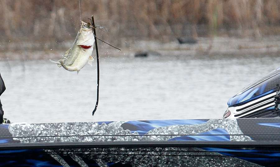No worries, this fish is pinned right where Biffle wants him.