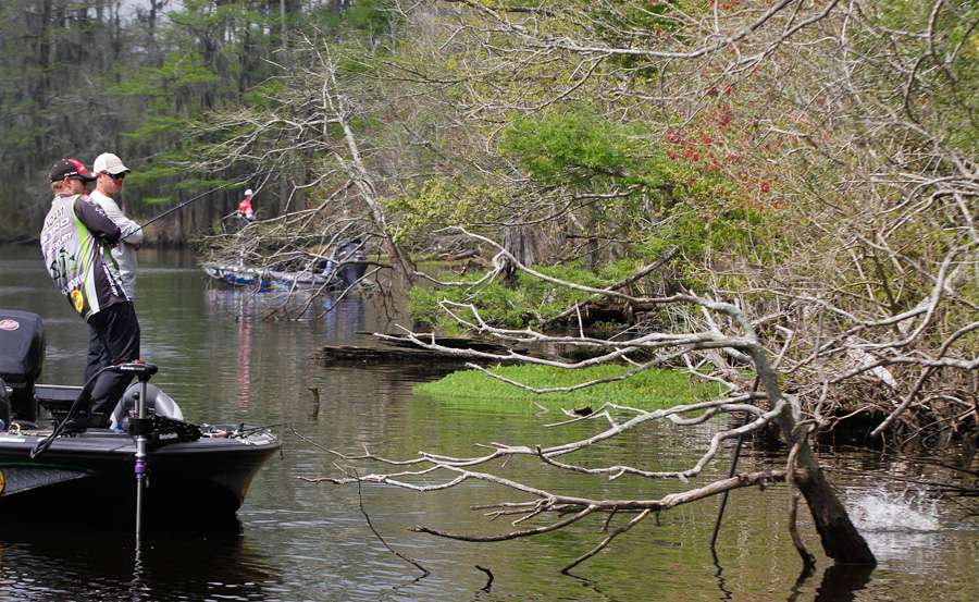 Now all he has to do is get the fish out of that heavy cover.