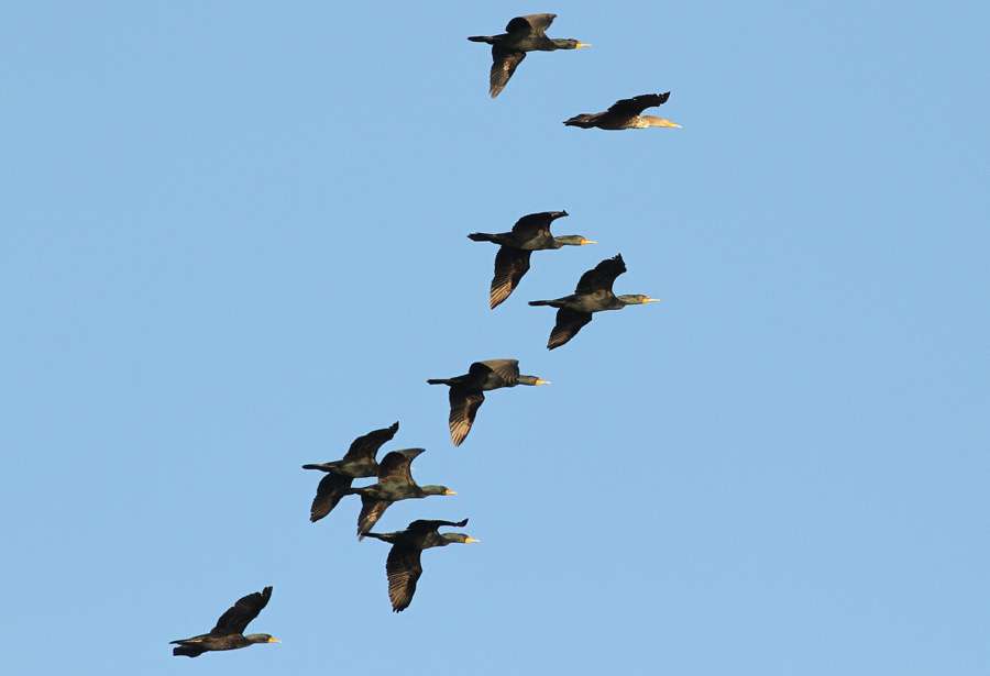 As soon as he arrived, he was greeted by flocks of cormorants looking for a place to feed. 