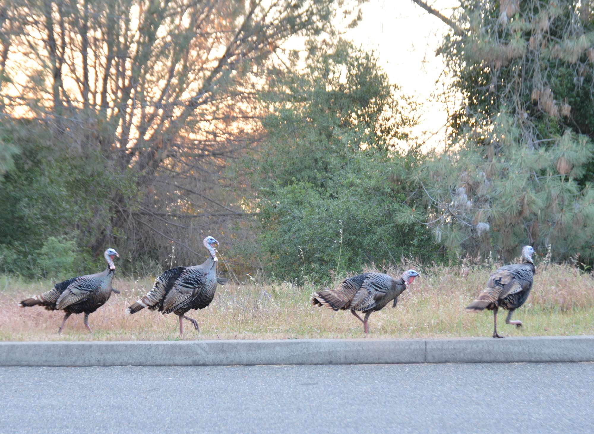 The turkeys are large and in charge. And we learned that if you honk your car horn, they'll immediately gobble in unison.