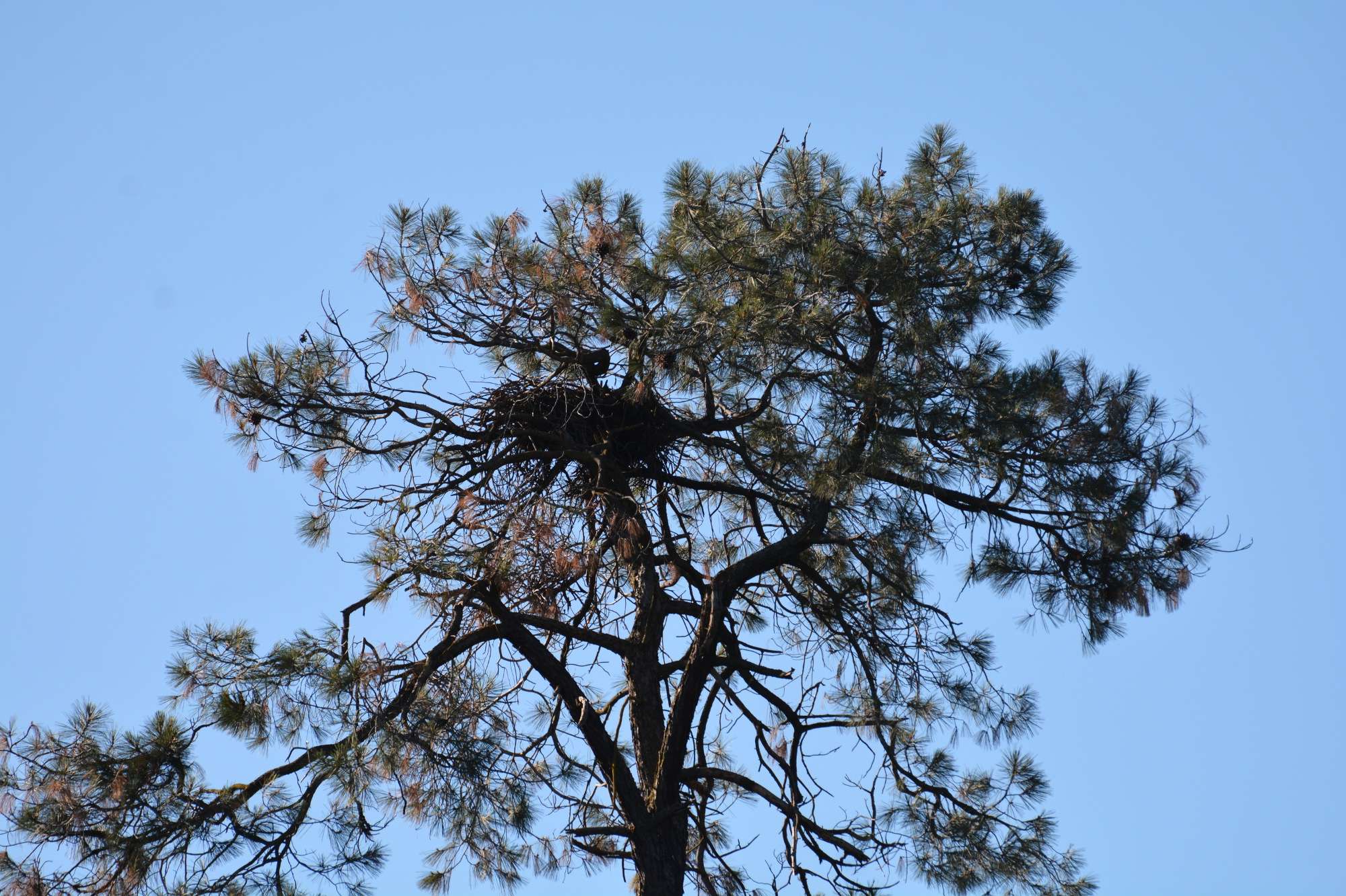 This eagle's nest houses a bald eagle that's been flying around over the San Jose State team's heads.