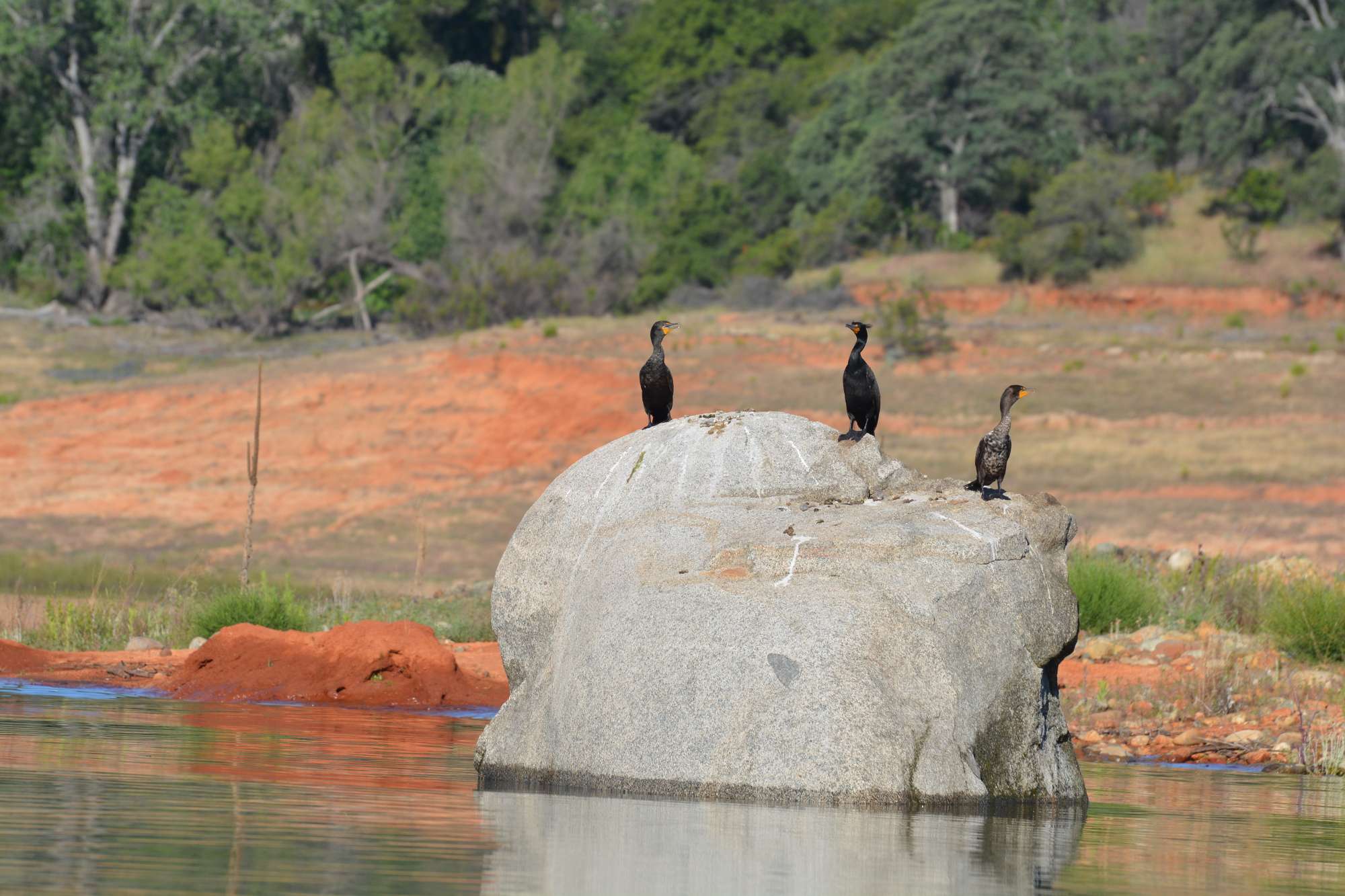 These cormorants are guarding the area with their lives.