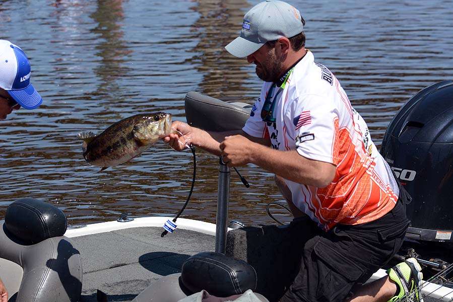 The average limit is running between 9-11 pounds. This is an average sized fish for the tournament. 
