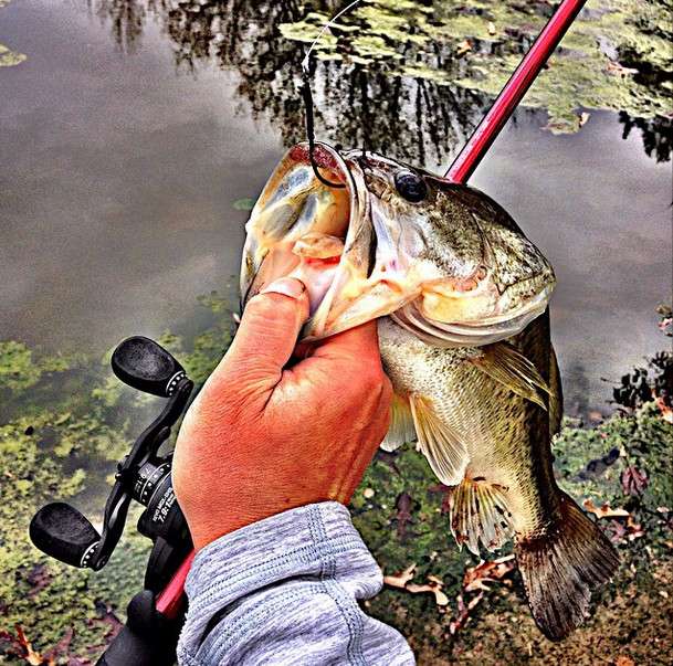 <p>Don't think he was getting off! #pondfishing #bassfishing #abugarcia</p> <p><a href=