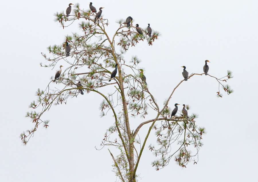 Donât look up, Skeet!