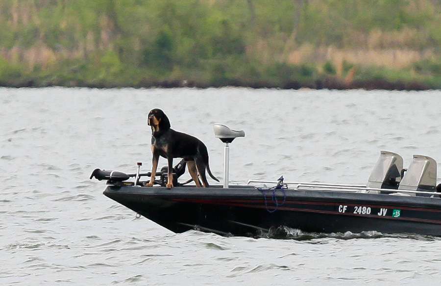 Wonder if that hound knows how to operate the trolling motor? 