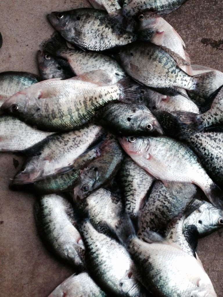 <p>Mixed it up and went crappie fishing on Douglas.</p> <p><a href=