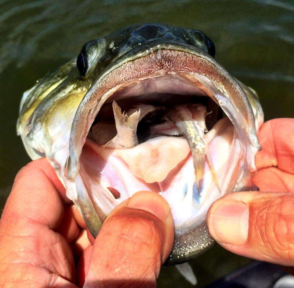 <p>This greedy little hammer spotted bass even had my Big Bite Baits Fishing Lures BBKicker in his mouth! Are they biting on your lake? They are here.</p> <p><a href=