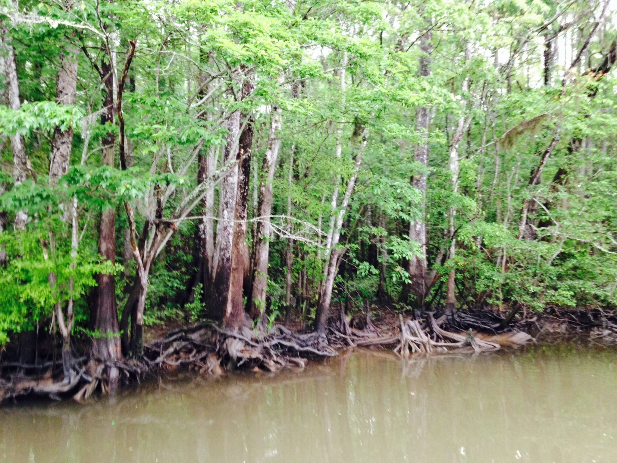 How many bass are near those twisted old roots?