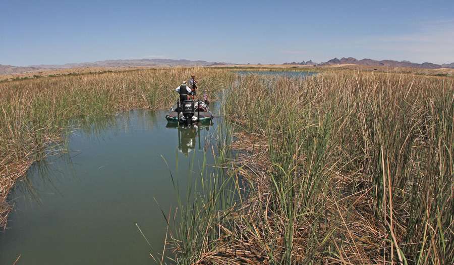 Lake Havasu is known as a desert lake, but the oasis around it includes a lot of hidey holes in reeds.