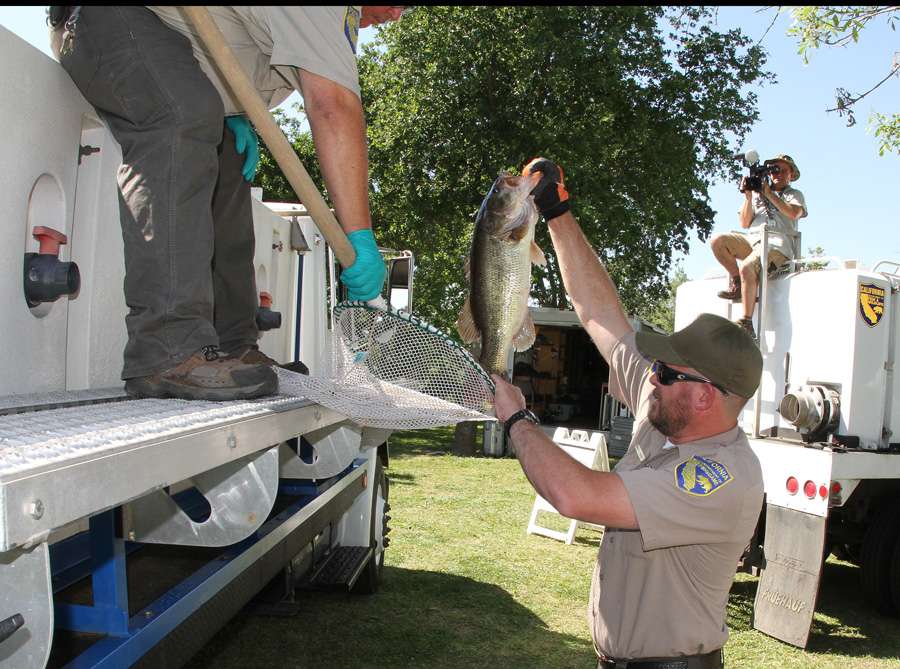 California Fish and Game Commission personnel separate the bigger fish from the small ones after they have been weighed.