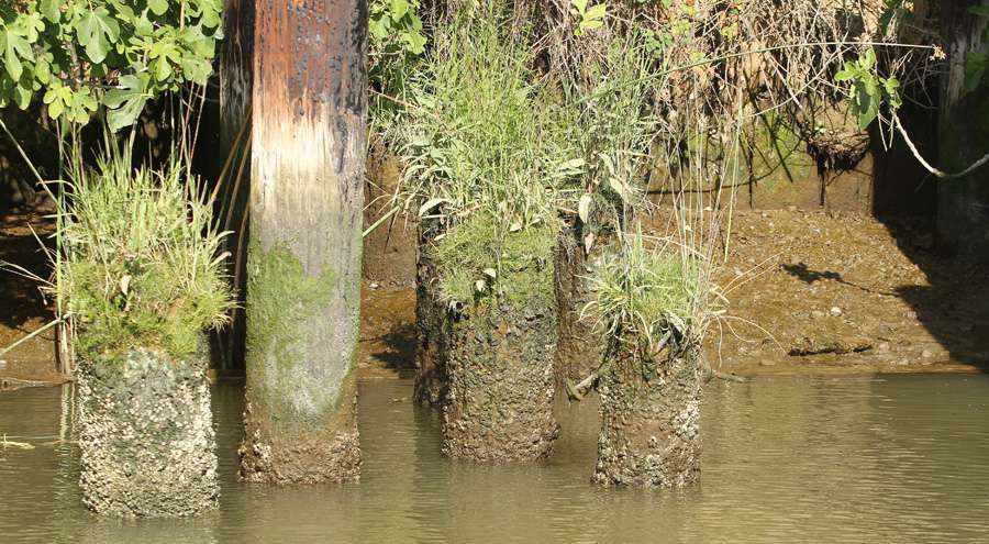 Which was mostly pitching a Berkley Pit Boss to old pilings complete with vegetation.