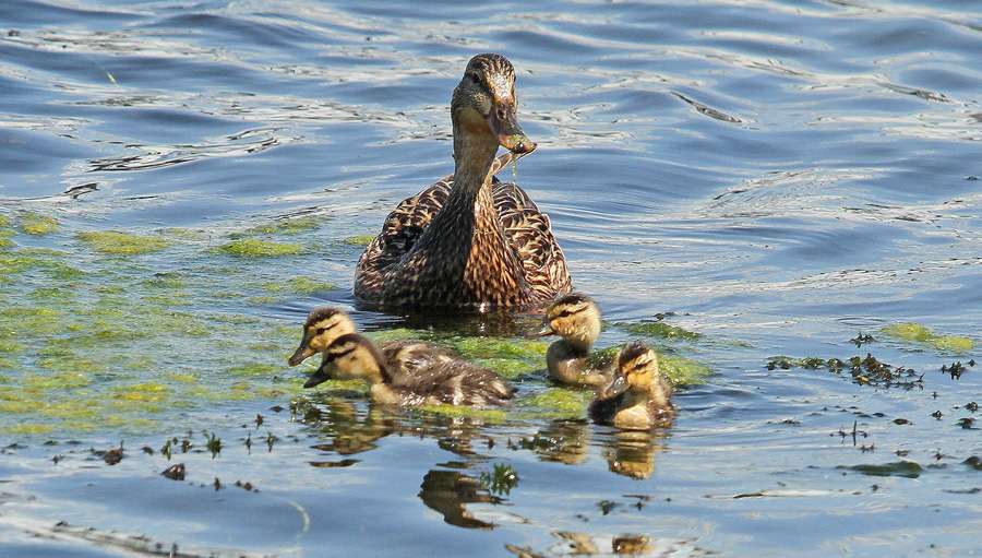 He had spectators on the wild side at times, like this mother hen and ducklings.