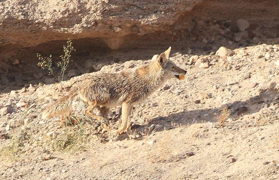 The commotion caused a coyote to come out of its den to see what was going on.
