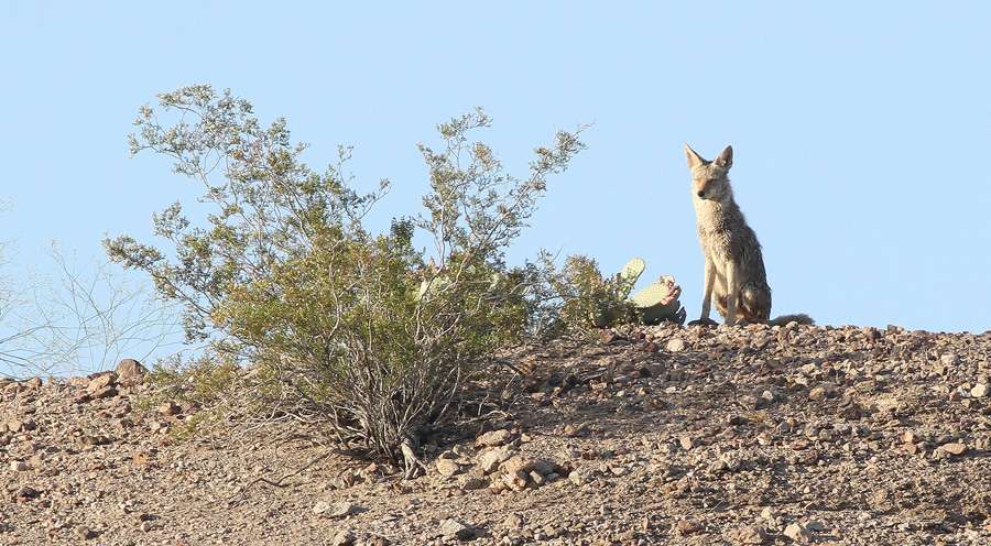 After a few minutes the coyote took up a spot on the high ground and watched as Tharp fished the area.